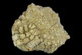 Fossil Crinoid (Cusacrinus) - Alabama #122402-1